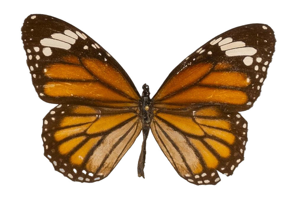 Danaus (Salatura) genutia — NYMPHALIDAE/Daninae/_TDR5485.jpg