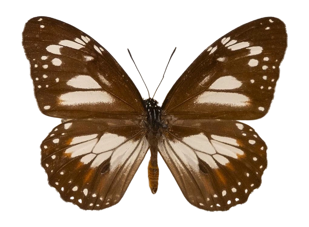 Danaus (Salatura) affinis albistrigata — NYMPHALIDAE/Daninae/_TDR5485.jpg