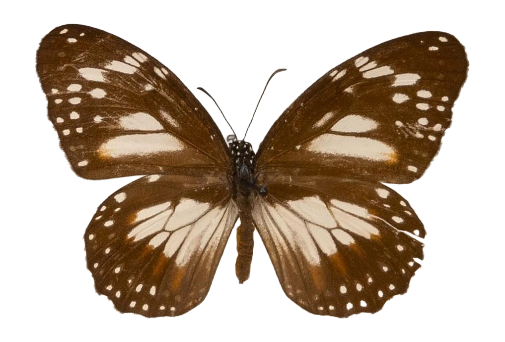 Danaus (Salatura) affinis albistrigata — NYMPHALIDAE/Daninae/_TDR5485.jpg