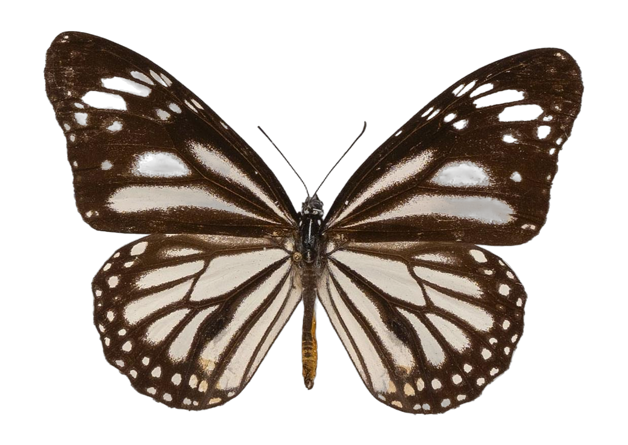 Danaus (Salatura) melanippus edmondii — NYMPHALIDAE/Daninae/_TDR5486.jpg