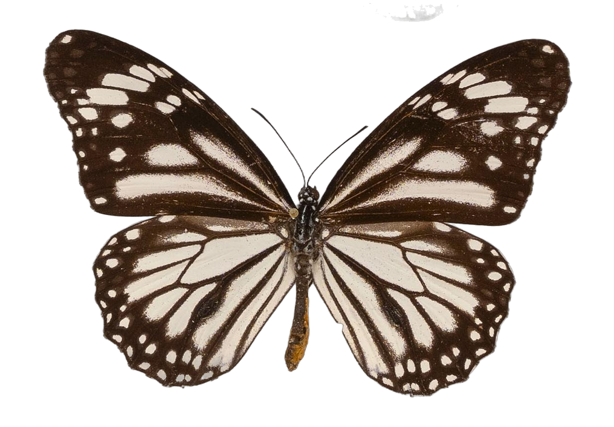 Danaus (Salatura) melanippus edmondii — NYMPHALIDAE/Daninae/_TDR5486.jpg