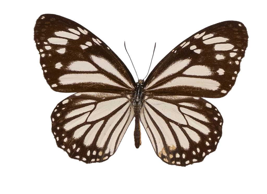 Danaus (Salatura) melanippus edmondii — NYMPHALIDAE/Daninae/_TDR5486.jpg