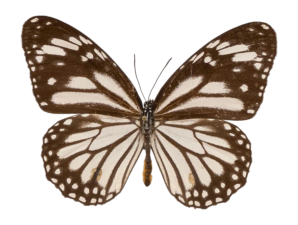 Danaus (Salatura) melanippus edmondii — NYMPHALIDAE/Daninae/_TDR5486.jpg