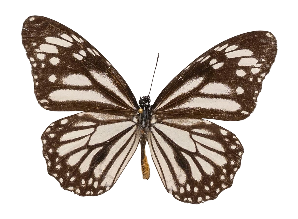 Danaus (Salatura) melanippus edmondii — NYMPHALIDAE/Daninae/_TDR5486.jpg