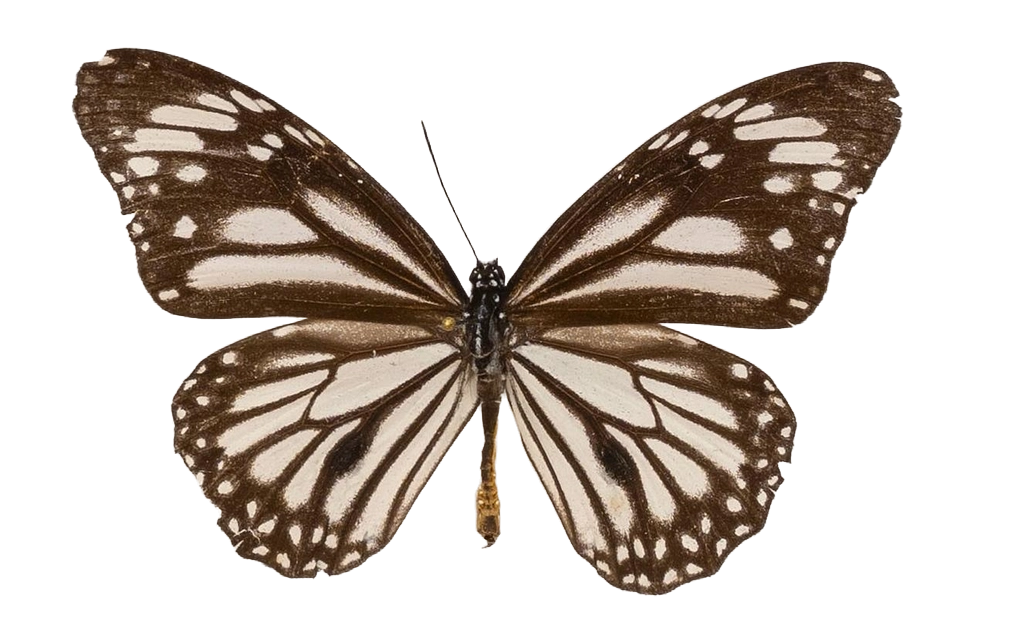 Danaus (Salatura) melanippus edmondii — NYMPHALIDAE/Daninae/_TDR5486.jpg
