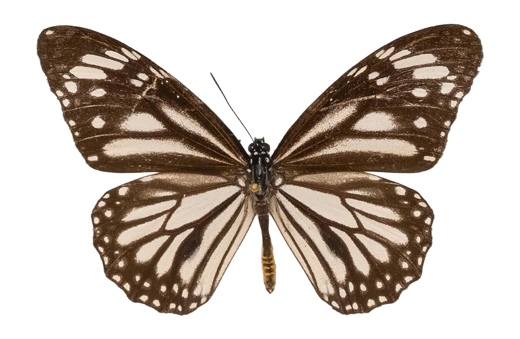 Danaus (Salatura) melanippus edmondii — NYMPHALIDAE/Daninae/_TDR5486.jpg
