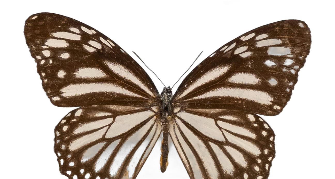 Danaus (Salatura) melanippus edmondii — NYMPHALIDAE/Daninae/_TDR5486.jpg