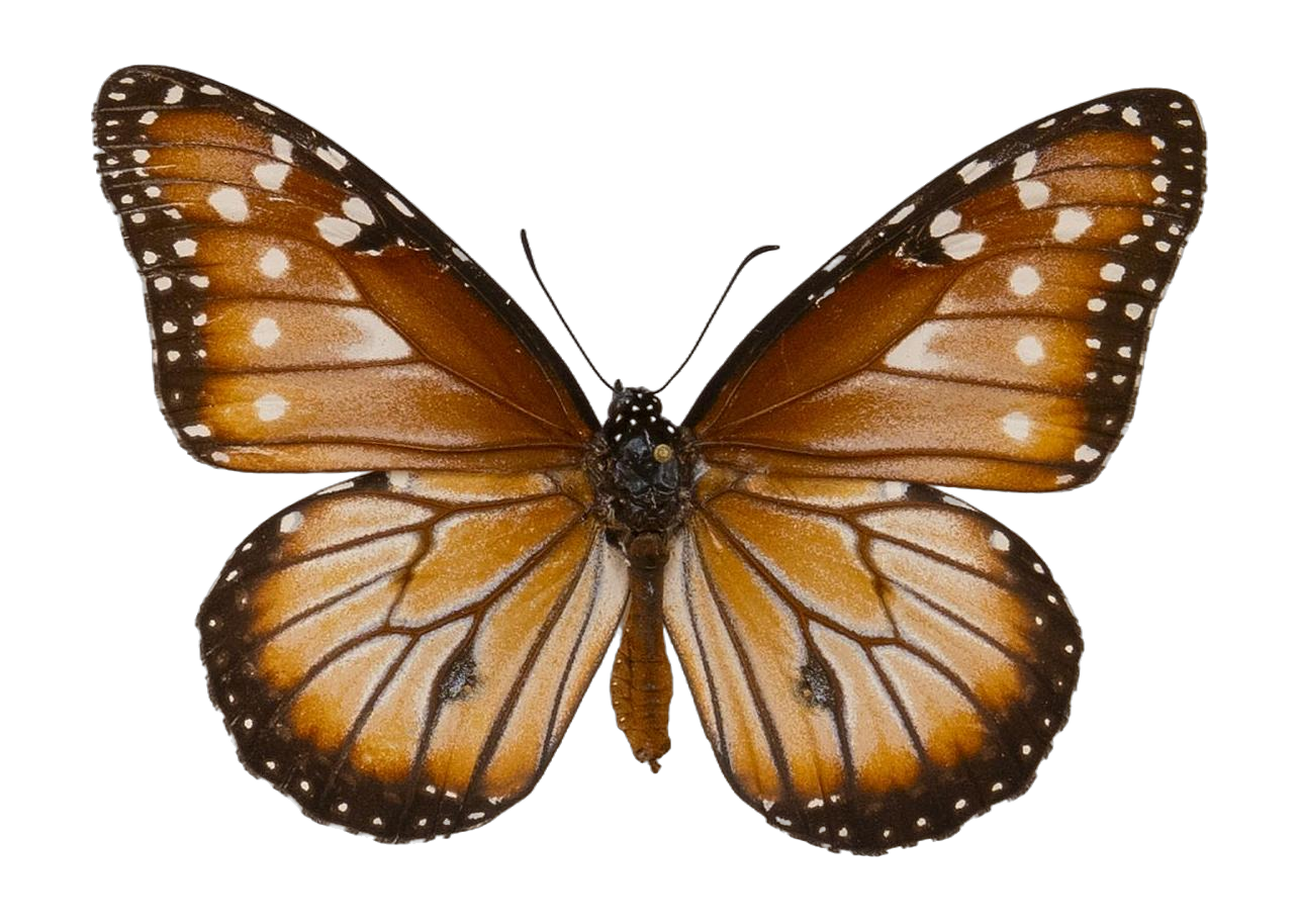 Danaus (Anosia) gilippus hermippus — NYMPHALIDAE/Daninae/_TDR5486.jpg