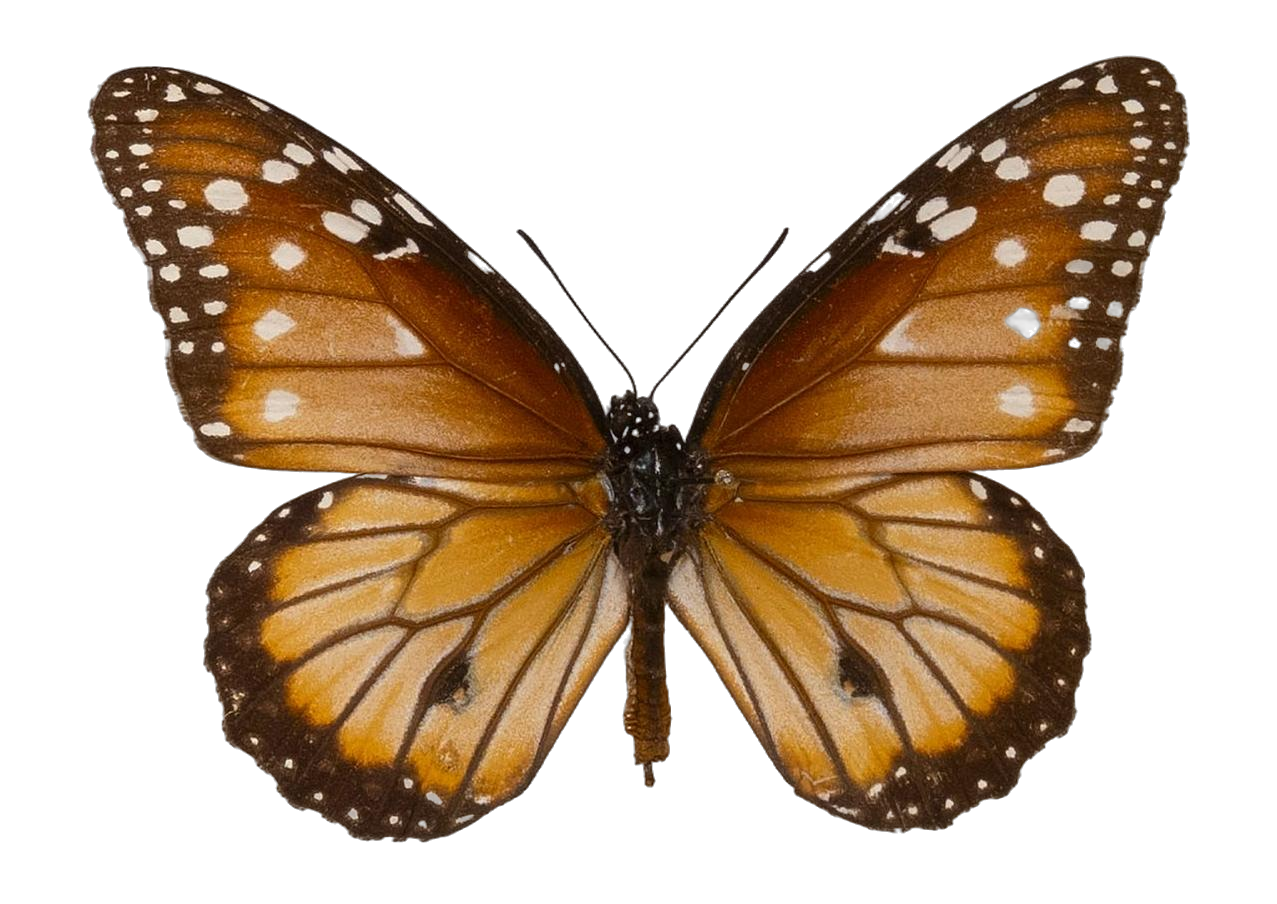 Danaus (Anosia) gilippus hermippus — NYMPHALIDAE/Daninae/_TDR5486.jpg