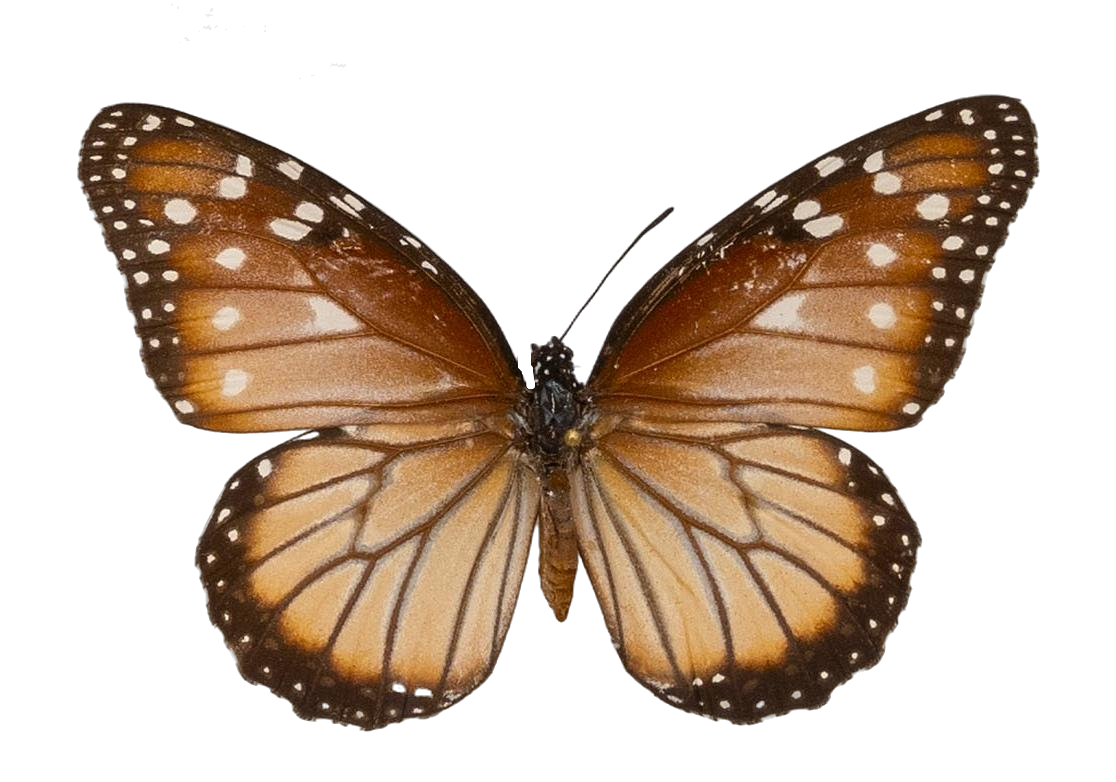 Danaus (Anosia) gilippus hermippus — NYMPHALIDAE/Daninae/_TDR5486.jpg