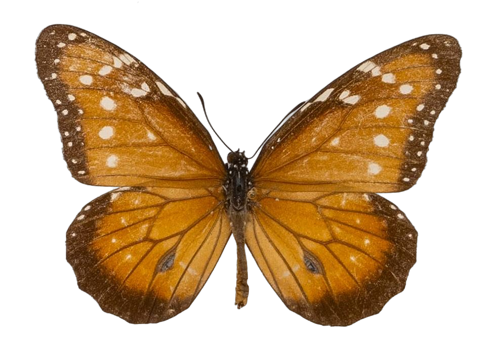 Danaus (Anosia) gilippus gilippus — NYMPHALIDAE/Daninae/_TDR5486.jpg