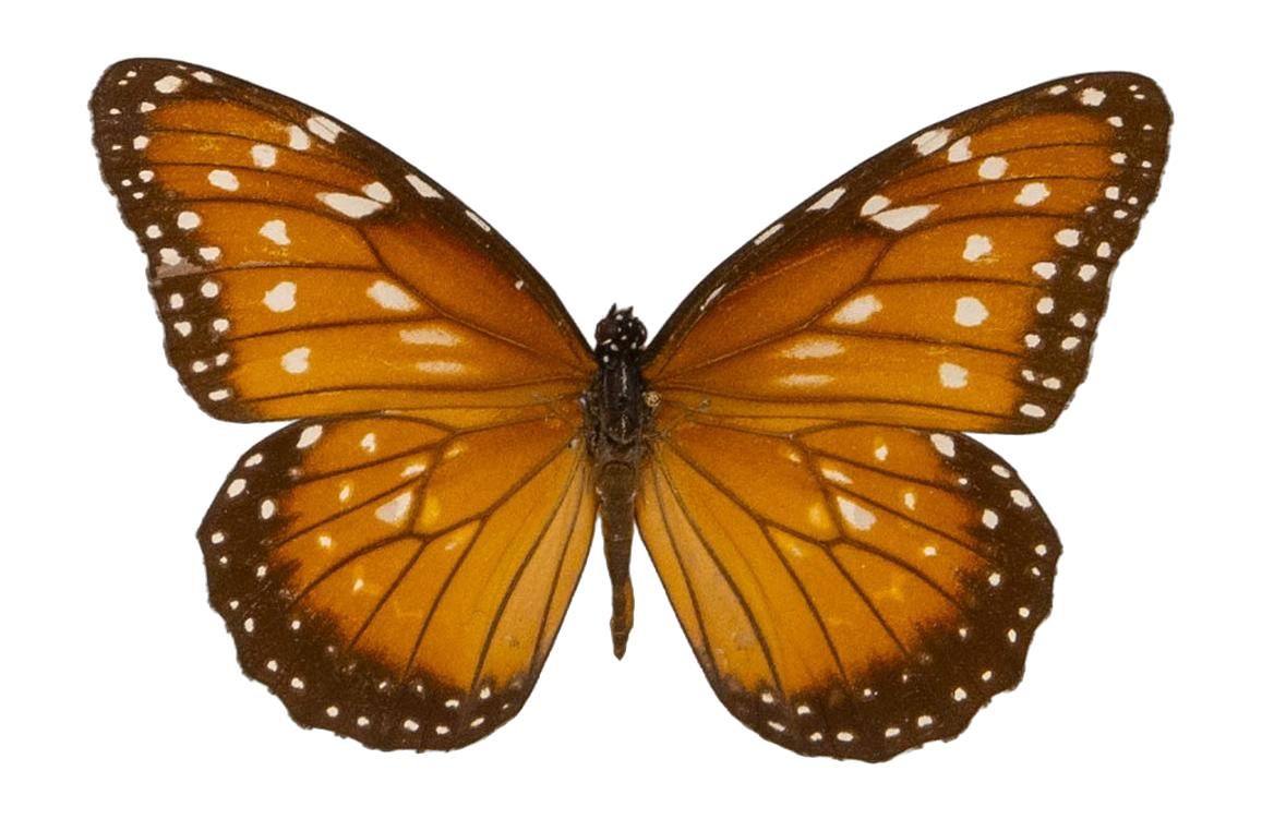 Danaus (Anosia) gilippus gilippus — NYMPHALIDAE/Daninae/_TDR5486.jpg