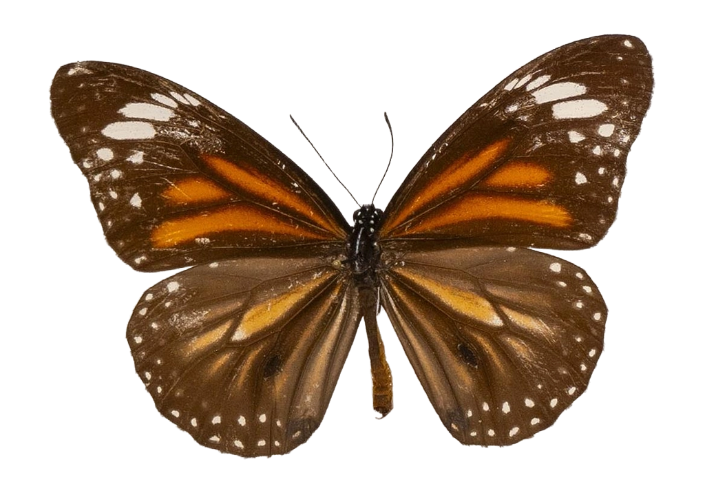 Danaus (Salatura) melanippus melanippus — NYMPHALIDAE/Daninae/_TDR5486.jpg