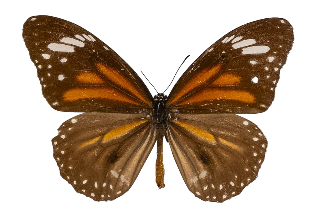 Danaus (Salatura) melanippus melanippus — NYMPHALIDAE/Daninae/_TDR5486.jpg
