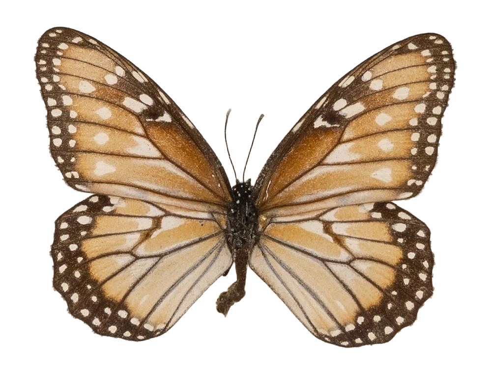 Danaus (Anosia) gilippus candidus — NYMPHALIDAE/Daninae/_TDR5486.jpg