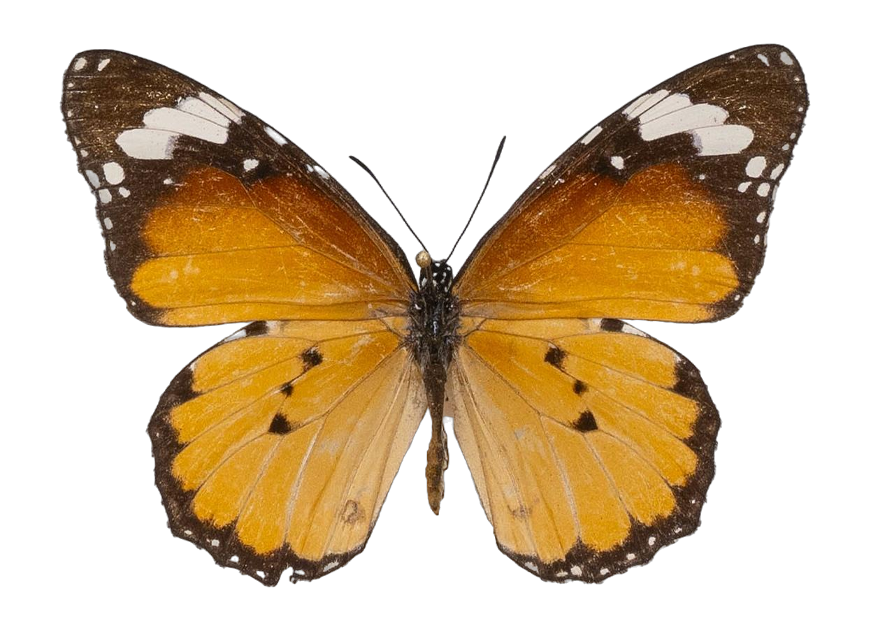 Danaus (Anosia) chrysippus alcippus — NYMPHALIDAE/Daninae/_TDR5488.jpg