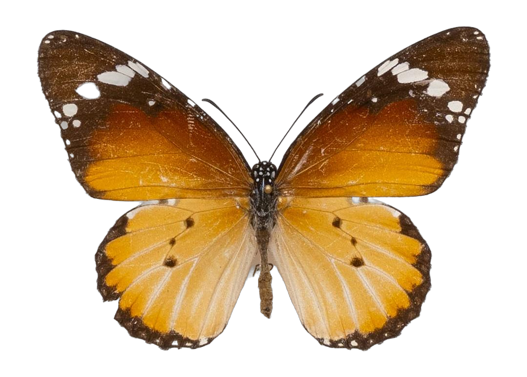 Danaus (Anosia) chrysippus alcippus — NYMPHALIDAE/Daninae/_TDR5488.jpg