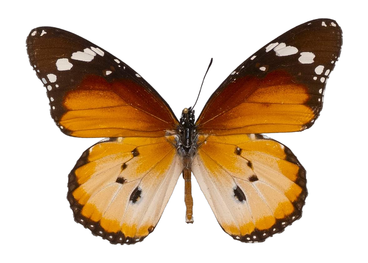 Danaus (Anosia) chrysippus alcippus — NYMPHALIDAE/Daninae/_TDR5488.jpg