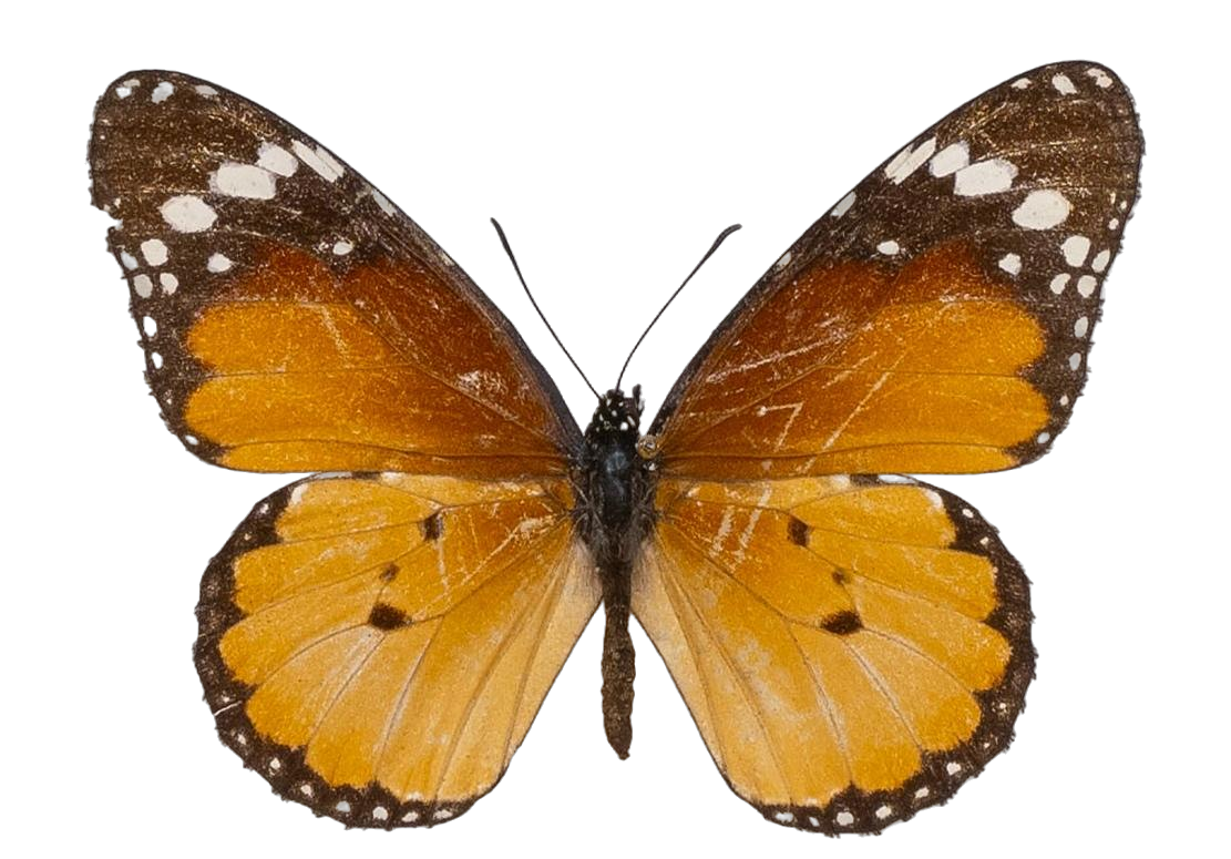 Danaus (Anosia) chrysippus alcippus — NYMPHALIDAE/Daninae/_TDR5488.jpg