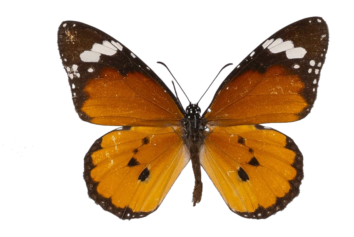 Danaus (Anosia) chrysippus alcippus — NYMPHALIDAE/Daninae/_TDR5488.jpg