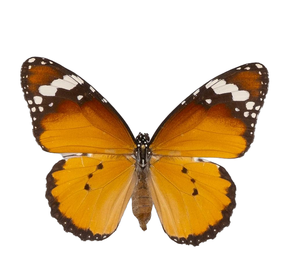 Danaus (Anosia) chrysippus alcippus — NYMPHALIDAE/Daninae/_TDR5488.jpg