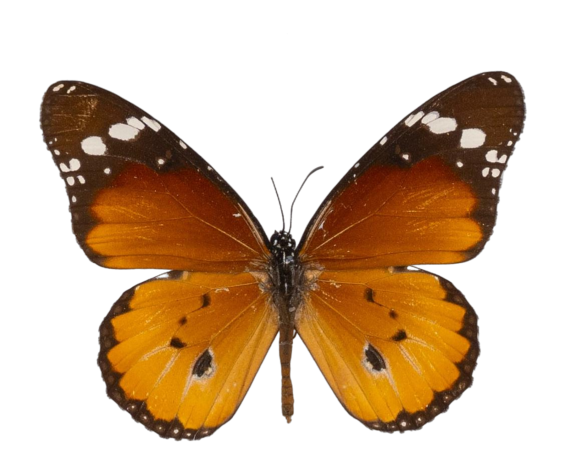 Danaus (Anosia) chrysippus alcippus — NYMPHALIDAE/Daninae/_TDR5488.jpg