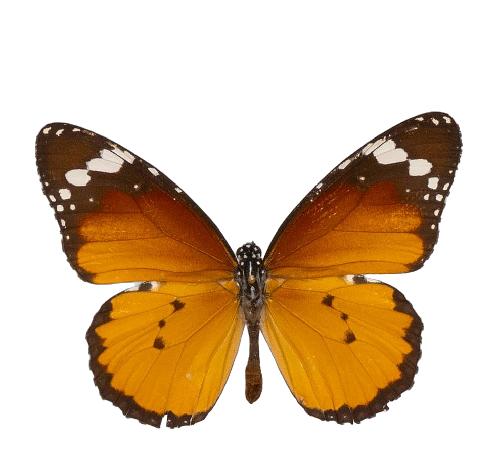 Danaus (Anosia) chrysippus alcippus — NYMPHALIDAE/Daninae/_TDR5488.jpg