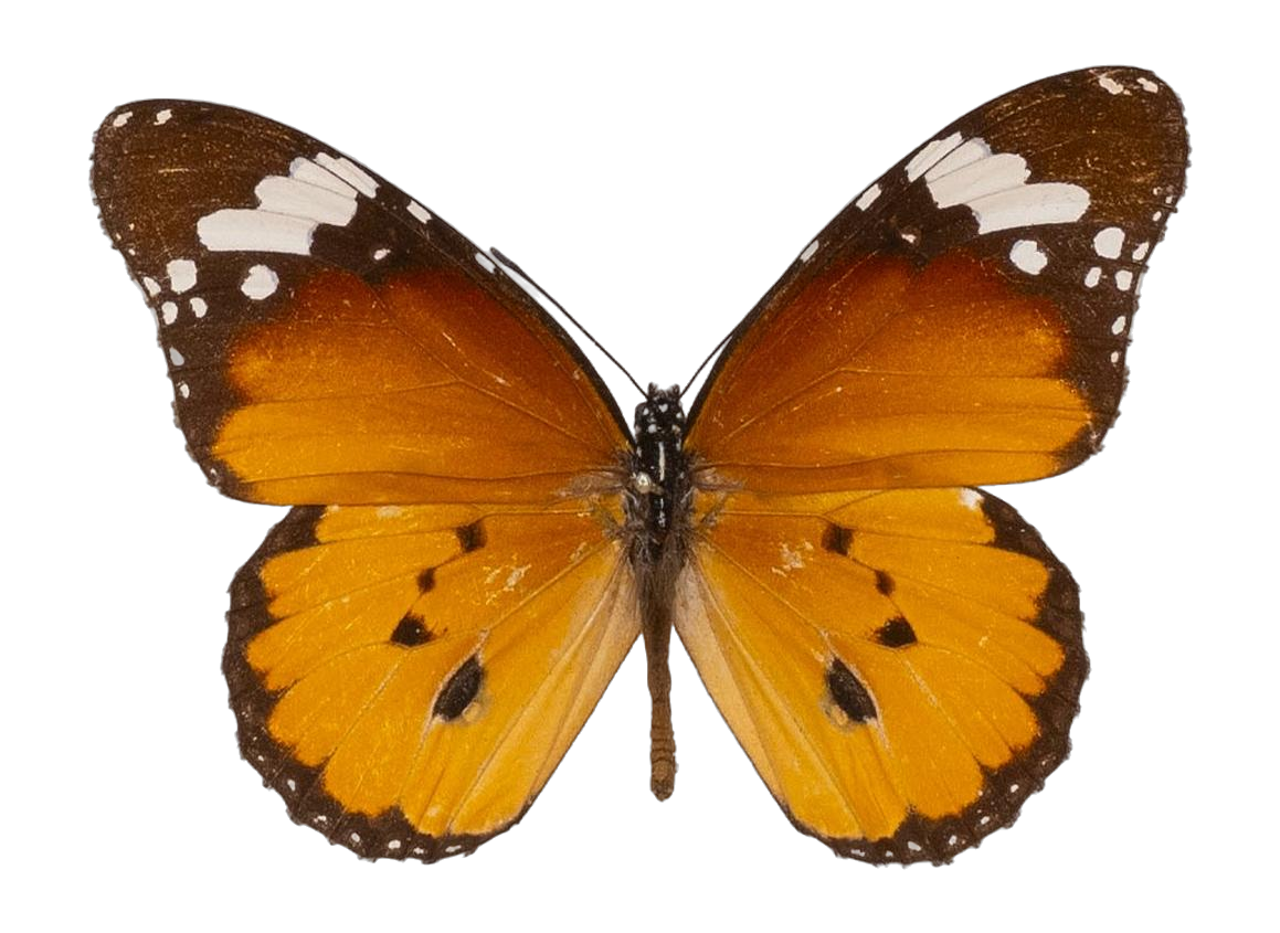 Danaus (Anosia) chrysippus alcippus — NYMPHALIDAE/Daninae/_TDR5488.jpg