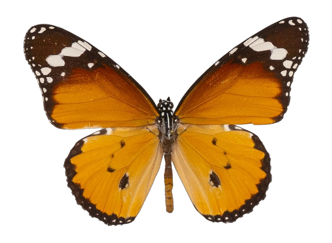 Danaus (Anosia) chrysippus alcippus — NYMPHALIDAE/Daninae/_TDR5488.jpg