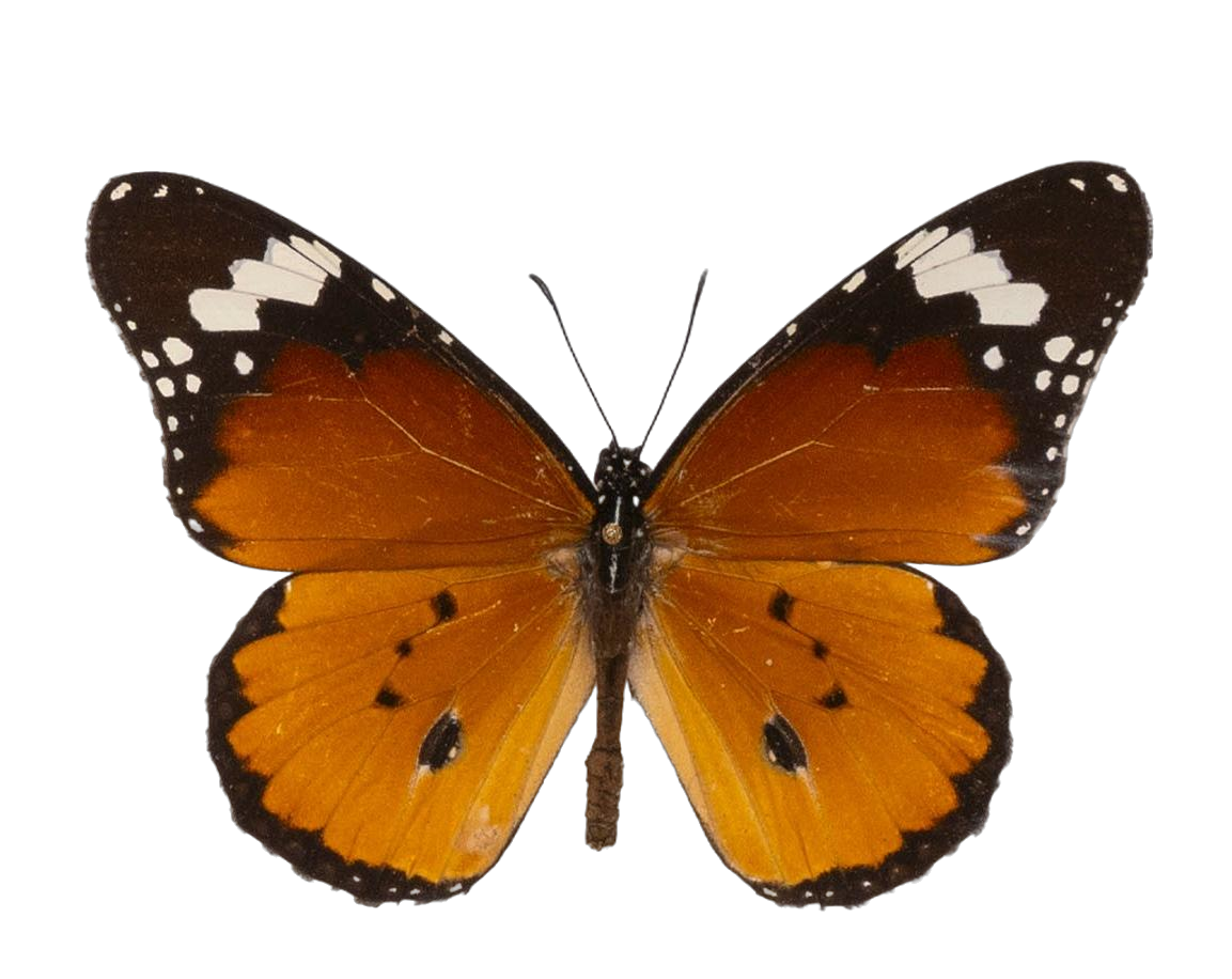 Danaus (Anosia) chrysippus alcippus — NYMPHALIDAE/Daninae/_TDR5488.jpg
