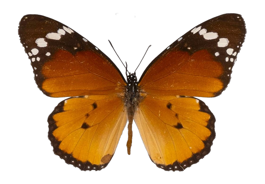 Danaus (Anosia) chrysippus alcippus — NYMPHALIDAE/Daninae/_TDR5488.jpg
