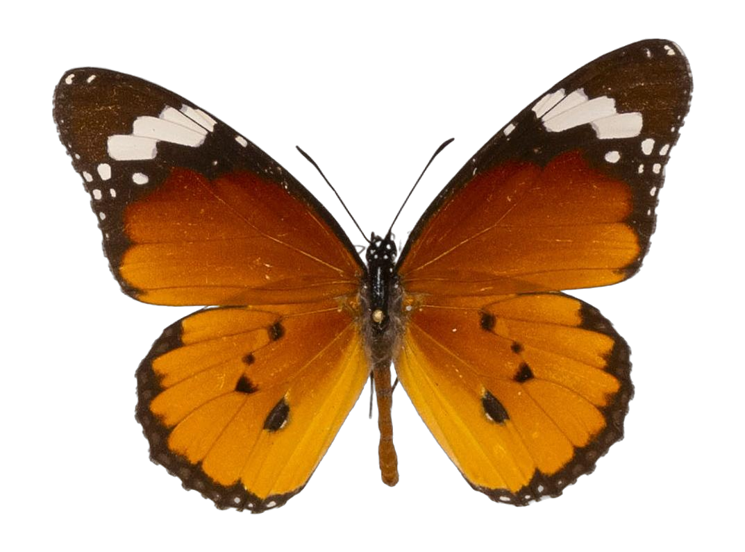 Danaus (Anosia) chrysippus alcippus — NYMPHALIDAE/Daninae/_TDR5488.jpg