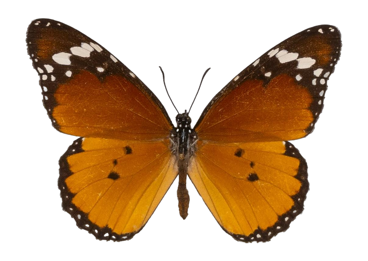 Danaus (Anosia) chrysippus alcippus — NYMPHALIDAE/Daninae/_TDR5488.jpg