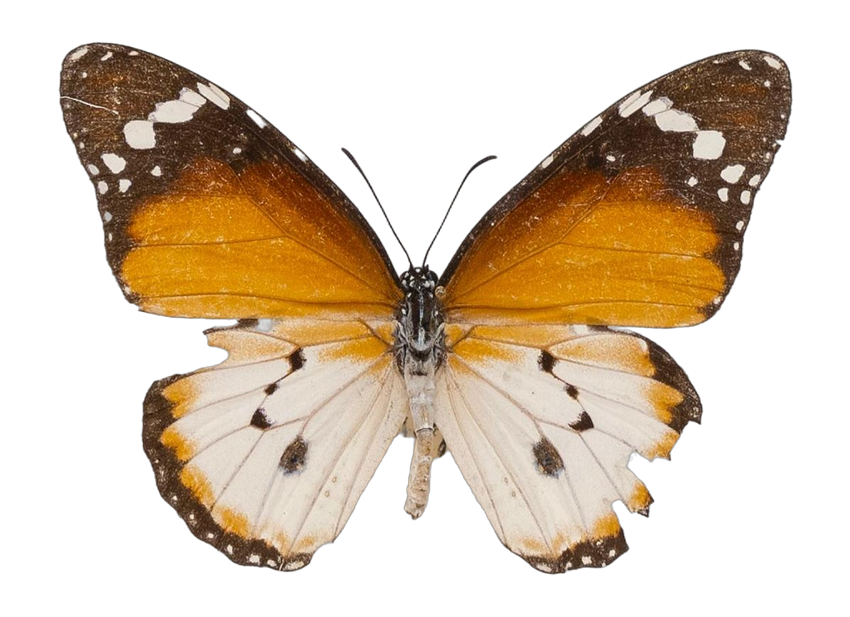 Danaus (Anosia) chrysippus alcippus — NYMPHALIDAE/Daninae/_TDR5488.jpg