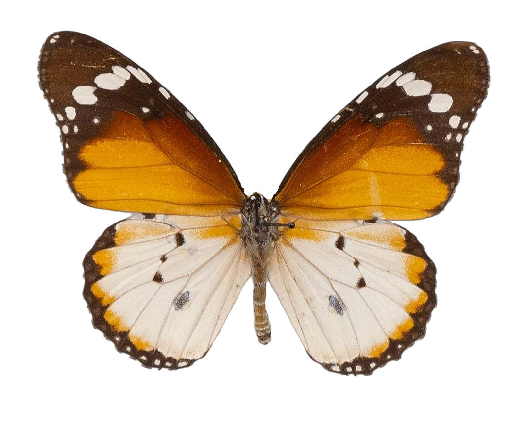 Danaus (Anosia) chrysippus alcippus — NYMPHALIDAE/Daninae/_TDR5488.jpg