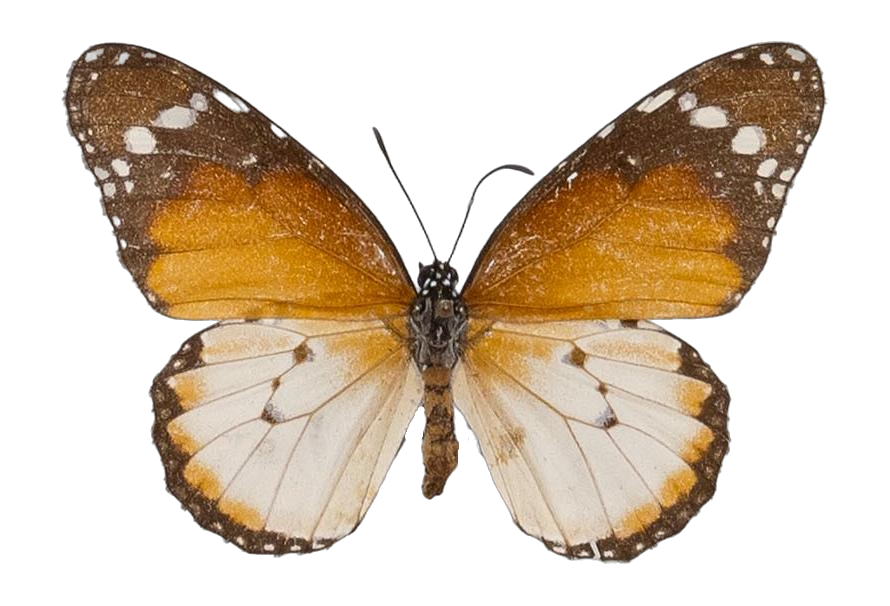 Danaus (Anosia) chrysippus alcippus — NYMPHALIDAE/Daninae/_TDR5488.jpg
