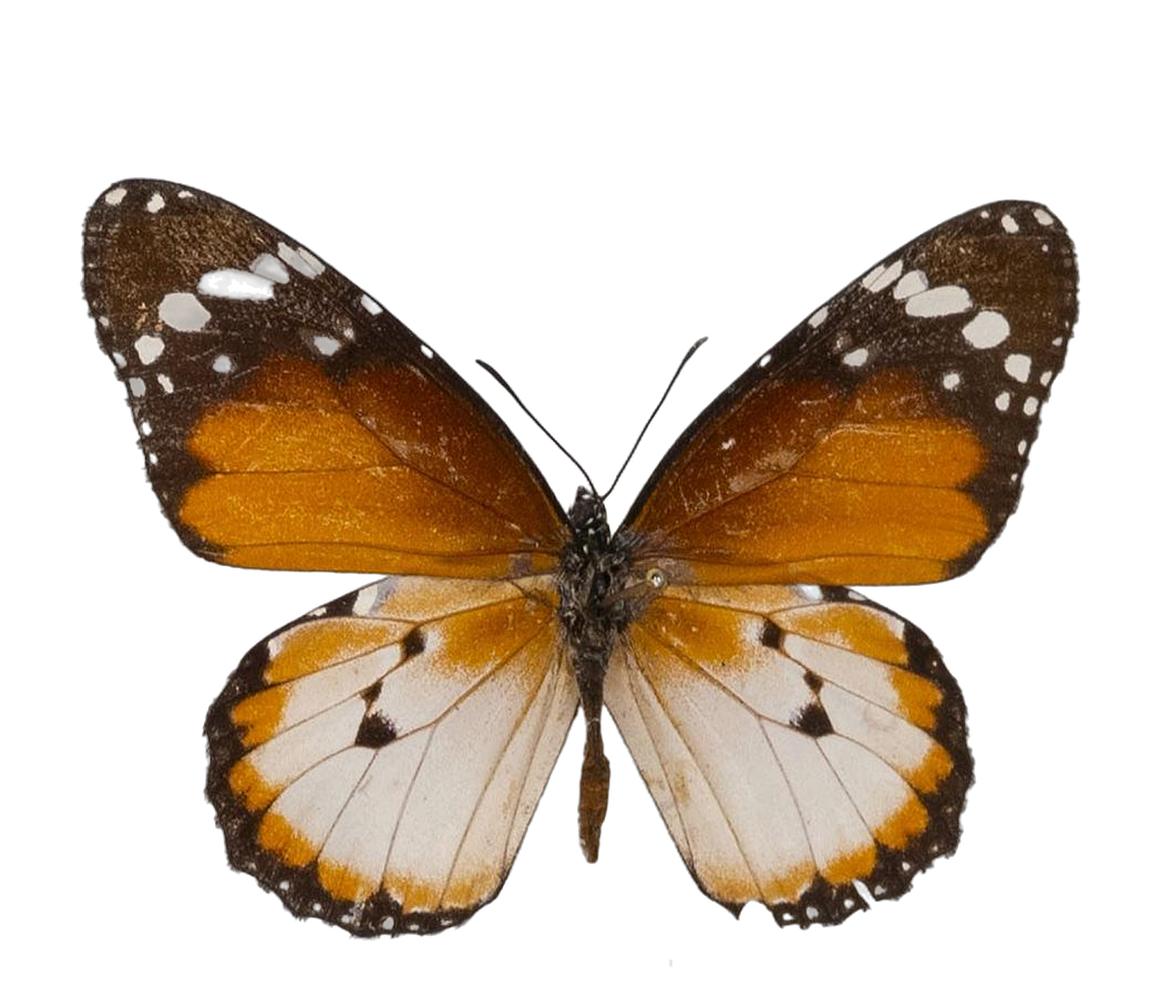 Danaus (Anosia) chrysippus alcippus — NYMPHALIDAE/Daninae/_TDR5488.jpg