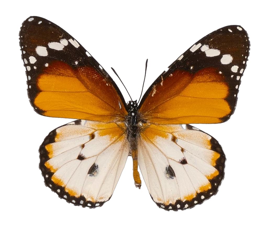 Danaus (Anosia) chrysippus alcippus — NYMPHALIDAE/Daninae/_TDR5488.jpg