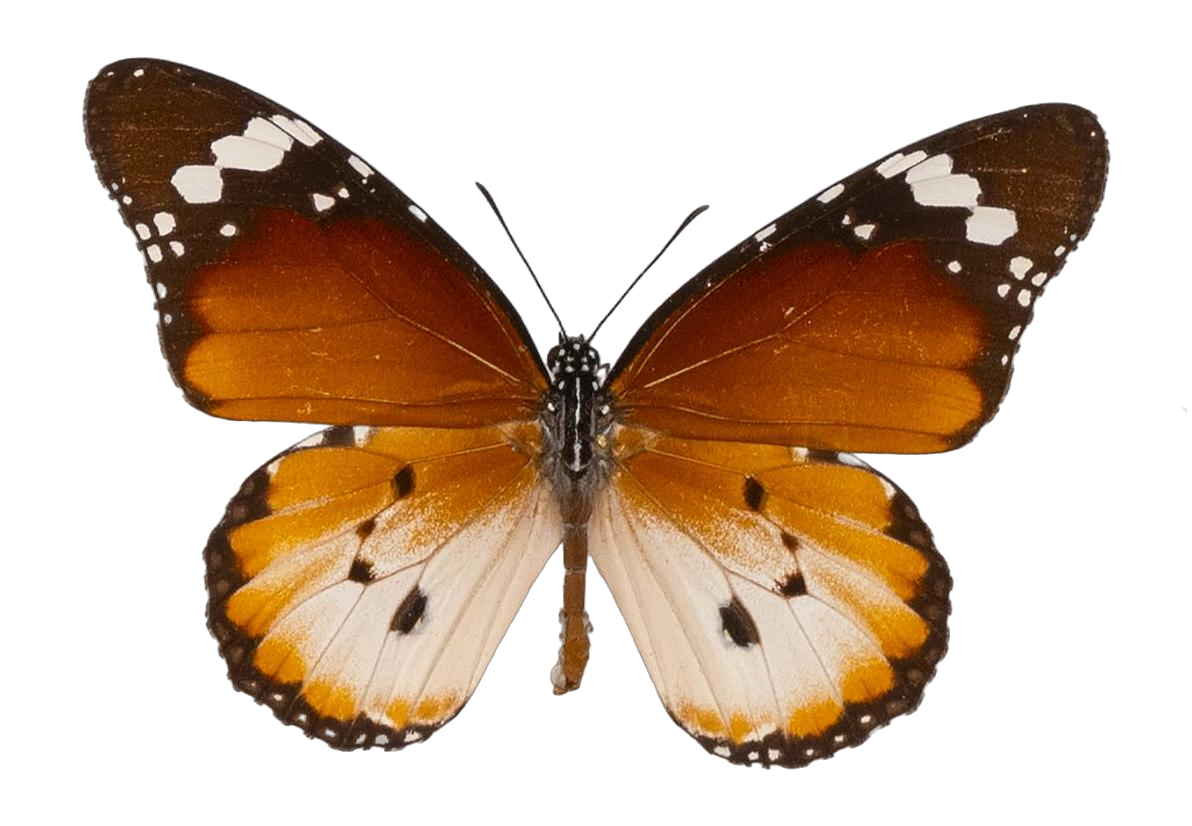 Danaus (Anosia) chrysippus alcippus — NYMPHALIDAE/Daninae/_TDR5488.jpg