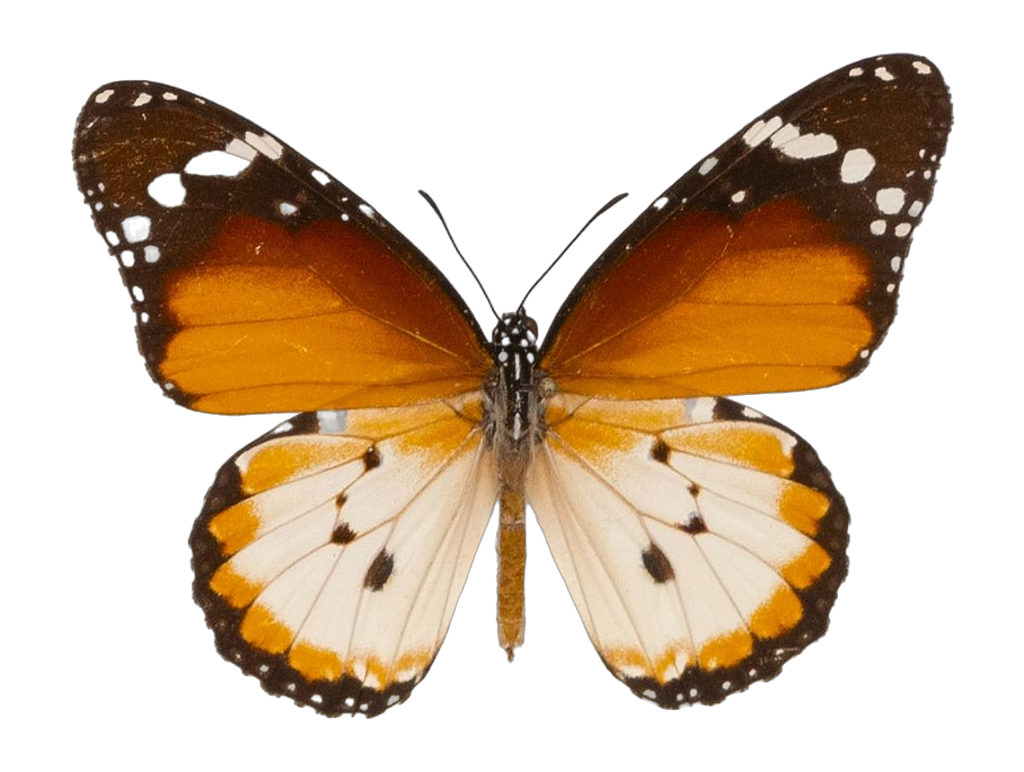 Danaus (Anosia) chrysippus alcippus — NYMPHALIDAE/Daninae/_TDR5488.jpg