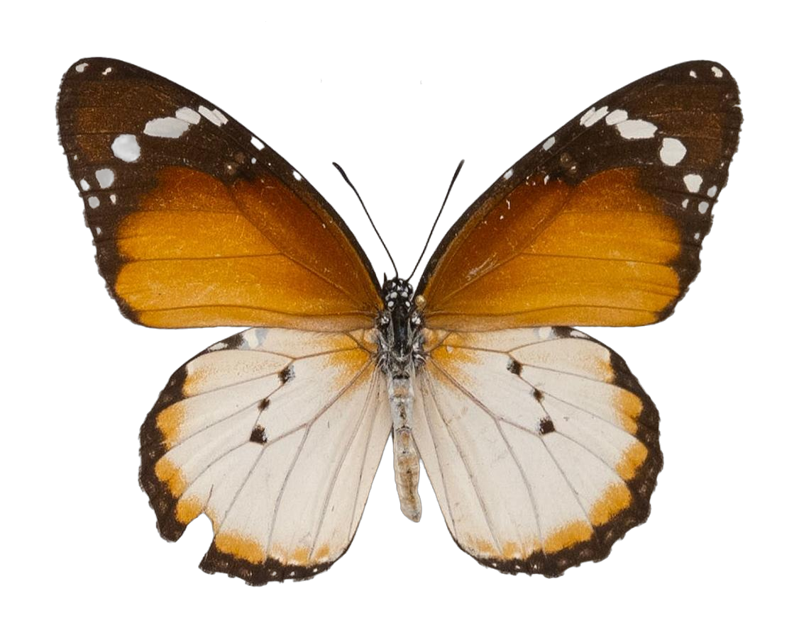 Danaus (Anosia) chrysippus alcippus — NYMPHALIDAE/Daninae/_TDR5488.jpg