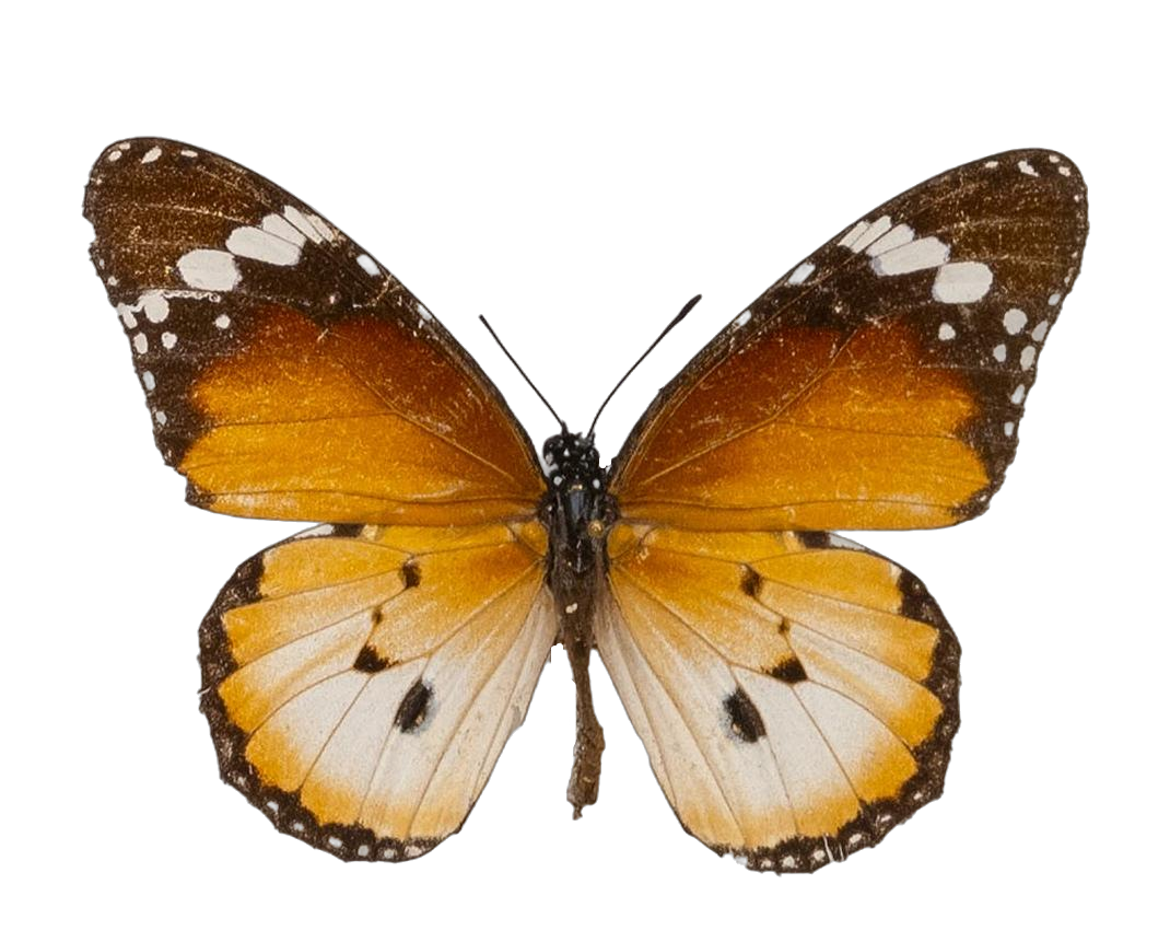 Danaus (Anosia) chrysippus alcippus — NYMPHALIDAE/Daninae/_TDR5488.jpg