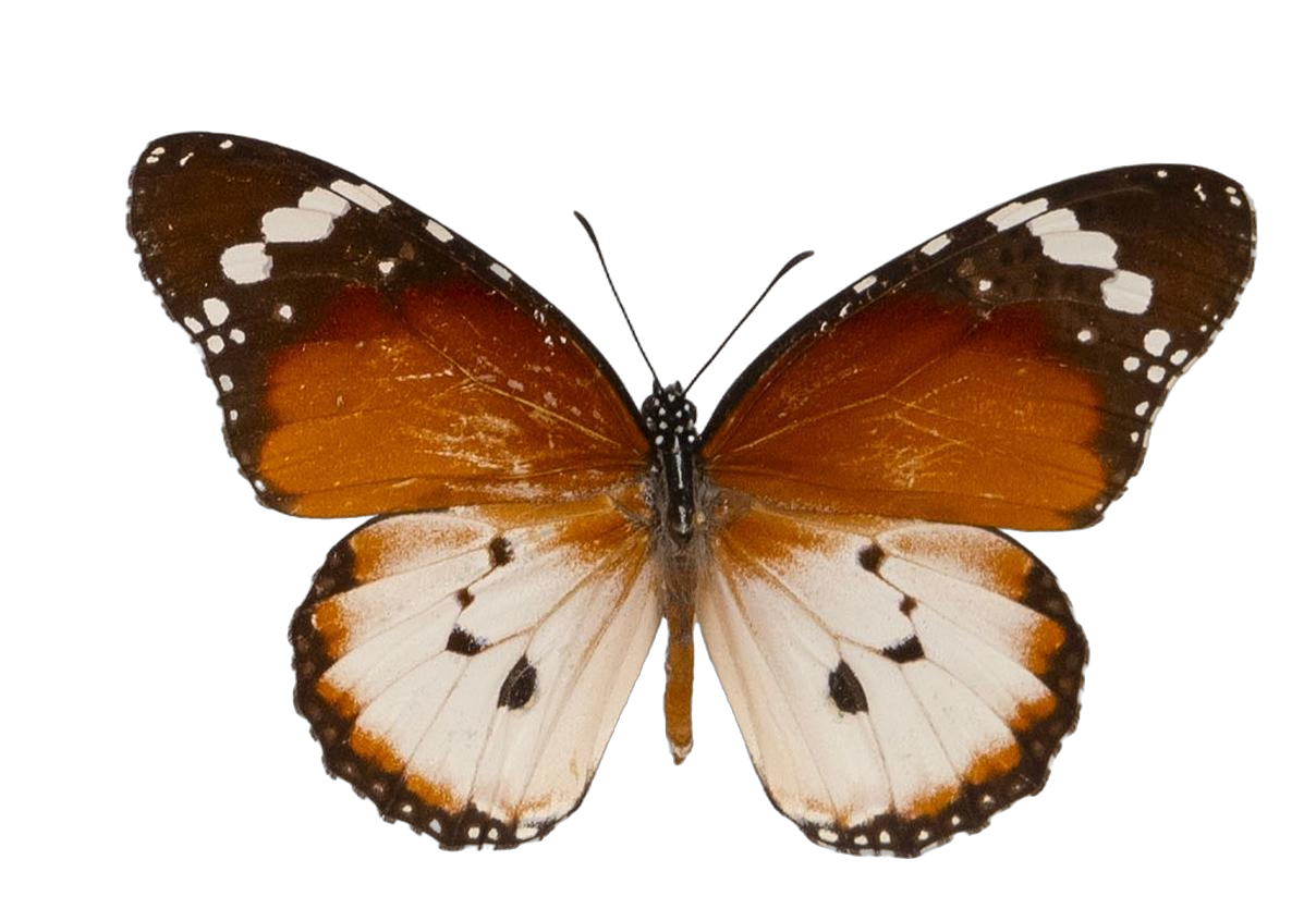 Danaus (Anosia) chrysippus alcippus — NYMPHALIDAE/Daninae/_TDR5488.jpg