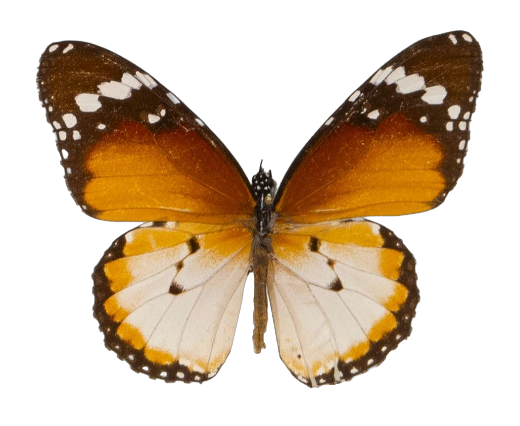 Danaus (Anosia) chrysippus alcippus — NYMPHALIDAE/Daninae/_TDR5488.jpg