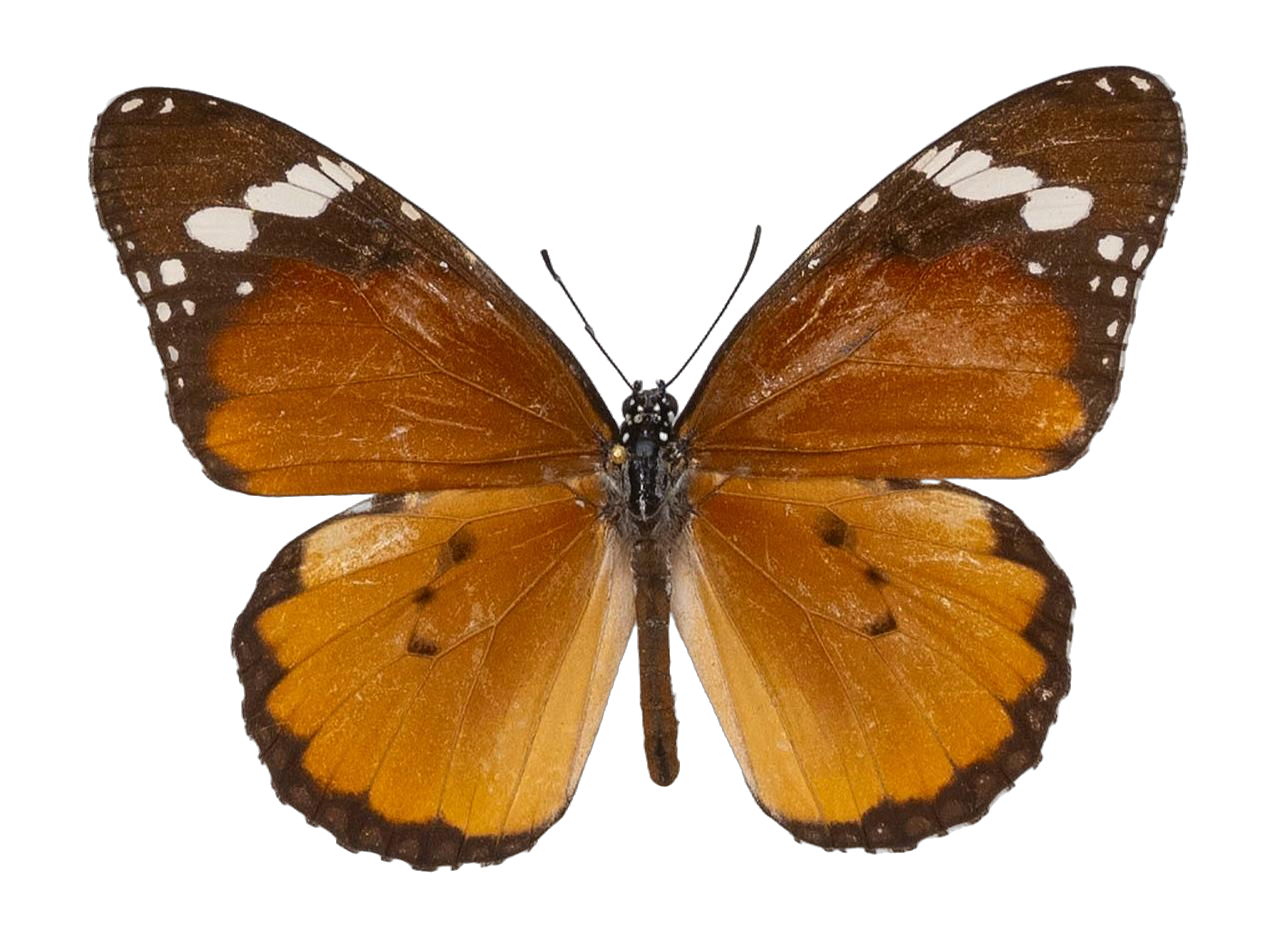 Danaus (Anosia) chrysippus aegypticus — NYMPHALIDAE/Daninae/_TDR5488.jpg