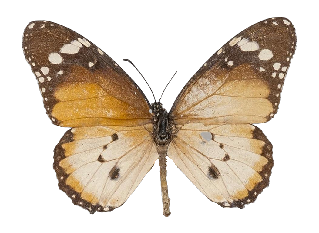 Danaus (Anosia) chrysippus alcippus — NYMPHALIDAE/Daninae/_TDR5488.jpg