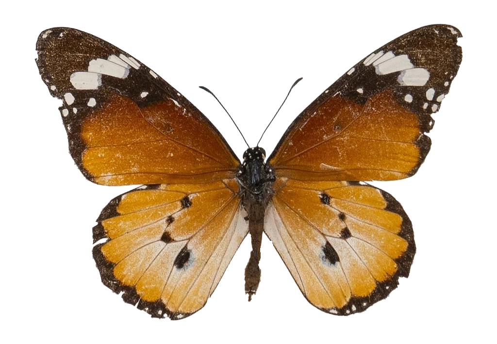 Danaus (Anosia) chrysippus alcippus — NYMPHALIDAE/Daninae/_TDR5488.jpg