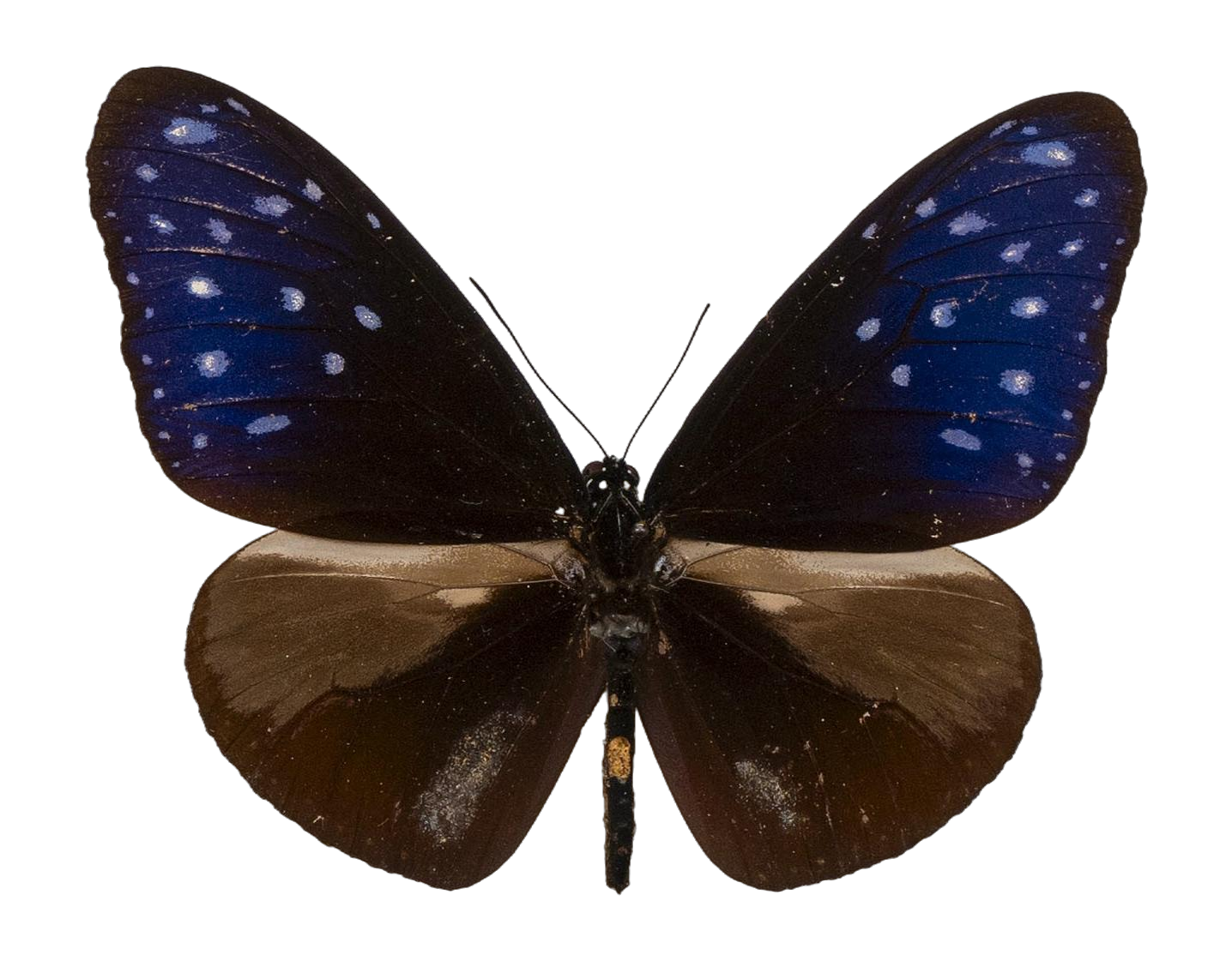 Euploea mulciber — NYMPHALIDAE/Daninae/_TDR5490.jpg