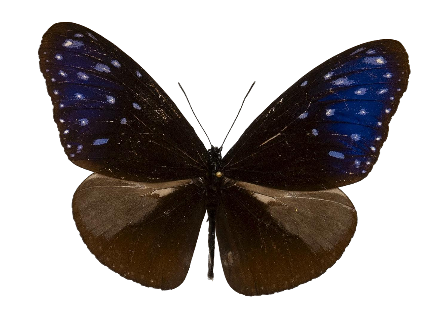 Euploea mulciber — NYMPHALIDAE/Daninae/_TDR5490.jpg