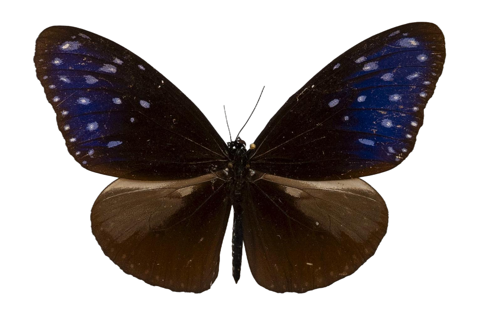 Euploea mulciber — NYMPHALIDAE/Daninae/_TDR5490.jpg